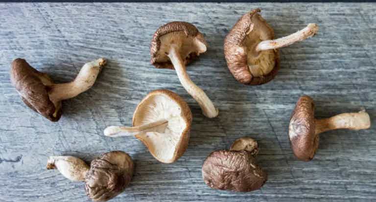 Shiitake